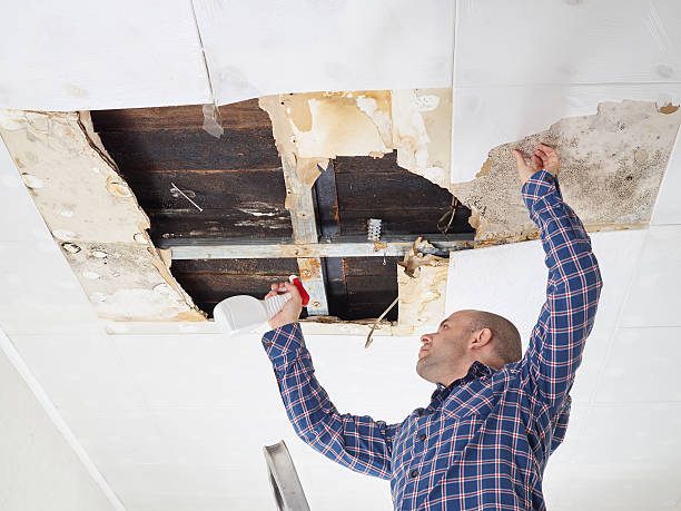 Best Environmental Consulting for Mold Prevention  in Fort Morgan, CO